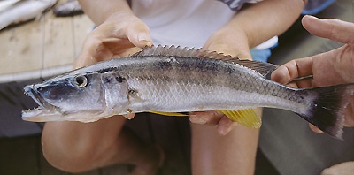 Rhamphochromis esox 'Narungu'